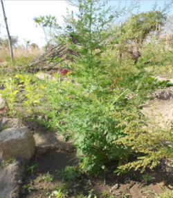 plante