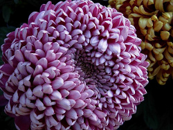 chrysanthème